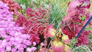 25.09.2022г. обзор моих цветов. Распускается жёлтая мультифлора.