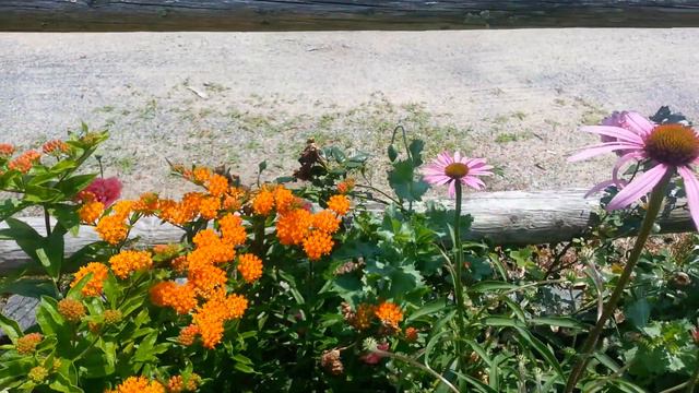 Butterfly Weed and Lavender in the garden смотреть онлайн