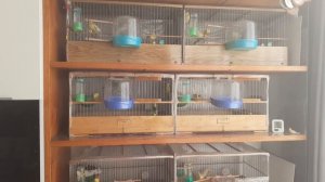 Разведение и содержание канареек овсяночного напева