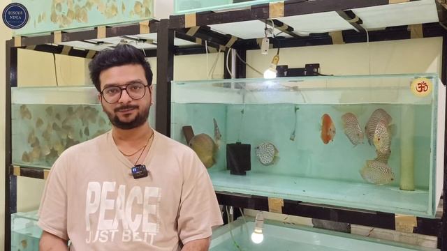 Yash Patel | Eruption discus king | how to keep discus fish | discus fish for sale | discus fish смотреть онлайн