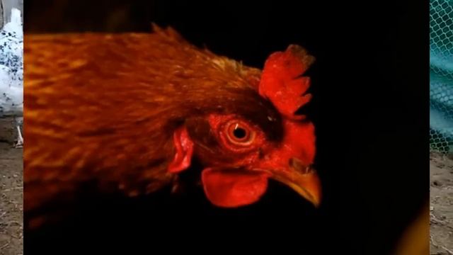 Выключать свет ночью в курятнике зимой или нет