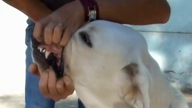 ринговая подготовка щенка среднеазиатской овчарки смотреть онлайн