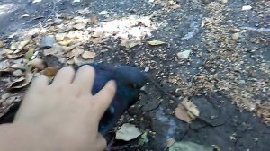 Я ПОГЛАДИЛ ГОЛУБЯ, Он был здоров !!!