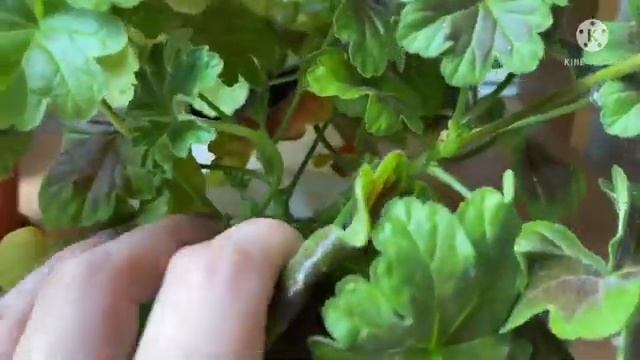 Миниатюрные пеларгонии. Цветение. Мой опыт выращивания. Особенности. смотреть онлайн