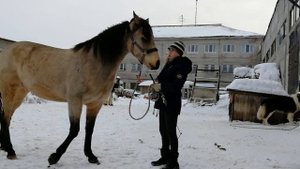 Способ обучения лошади команде "дыбы"/"свечка"/"песада"