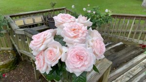 Rose - Francis Meilland