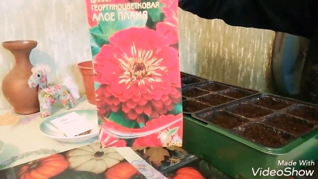 Посев однолетней цинии и астры на рассаду...всё просто.. смотреть онлайн