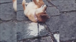 SHIBA INU ШИБА ИНУ ПОДБОРКА СМЕШНЫЕ СОБАКИ