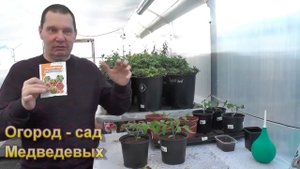 Как поставить заслон болезням рассады