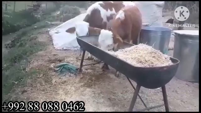 СЕМЕНТАЛ АРЗОН МЕШАВА 29 октября 2023 г.