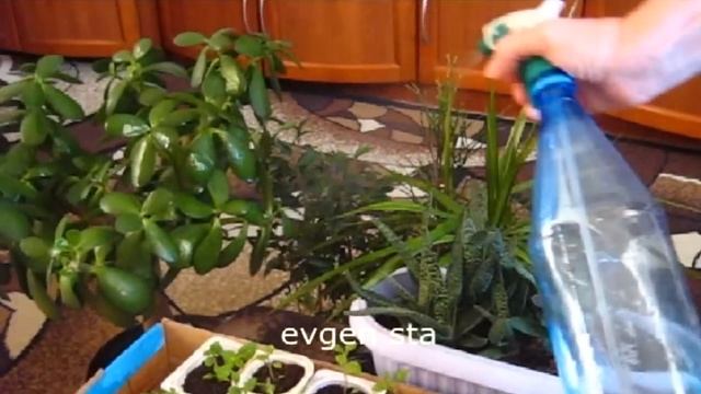 КАРТОФЕЛЬ СОРТОВОЙ ИЗ СЕМЯН смотреть онлайн