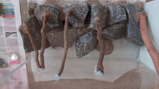 Запуск флорариума с задним фоном из камней и глины смотреть онлайн