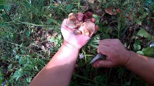 Грибалка: грибалим грибы для тещи