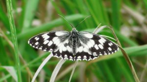 Бабочка. Пестроглазка галатея ( Melanargia galathea )