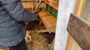 Воруют яйца у кур несушек