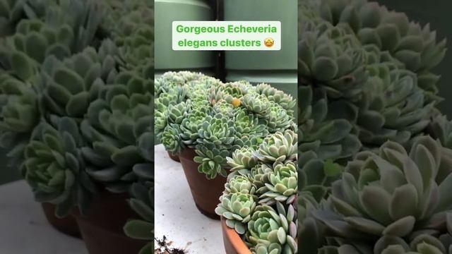 Echeveria elegans clusters #succulents #echeveria