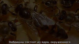 Как размножаются пчелы