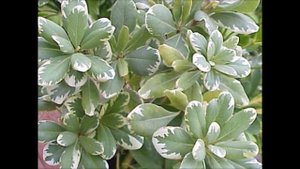Pittosporum tobira