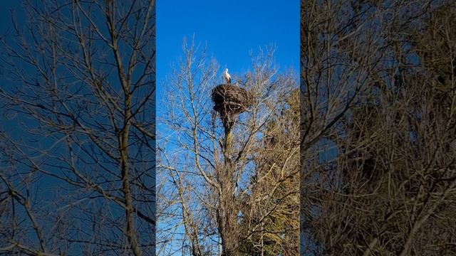 Аисты больше не приносят детей. Почему?