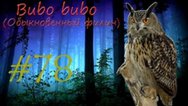Bubo bubo (Обыкновенный филин) смотреть онлайн