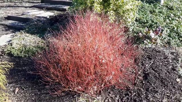 Dwarf Redtwig Dogwood / Cornus sericea 'Kelseyi' смотреть онлайн