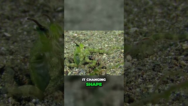 Mind-Blowing Mimicry: Meet the Ocean's Master of Disguise!