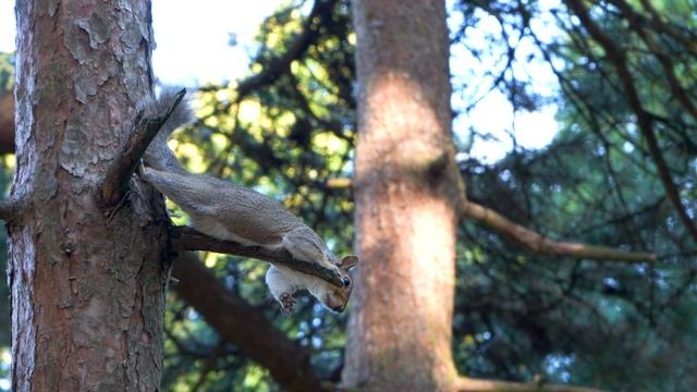 Йога по-беличьи. Медитирующая белка на сосне/Meditating squirrel in a park on a pine tree смотреть онлайн