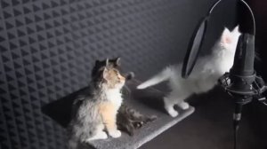 Песня котят грустная песня...