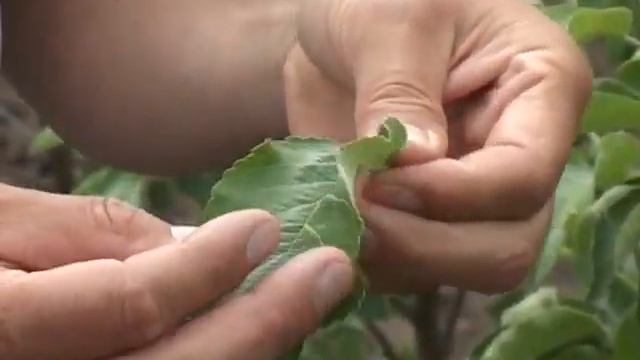 Сады сельхоз фирмы Кальвиль с Чобручи