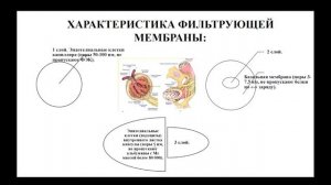 13:50 ФИЗИОЛОГИЯ ВЫДЕЛЕНИЯ. МЕХАНИЗМ МОЧЕОБРАЗОВАНИЯ