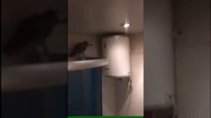 попугай ругается матом