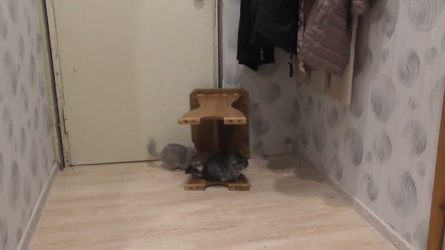 ДВЕ ШИНШИЛЛЫ НА ПРОГУЛКЕ /ДЕРЖУ ОБОРОНУ