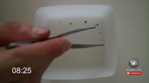 Раптор профессиональное уничтожение постельных клопов