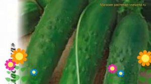 Огурец Подмосковные вечера F1. Краткий обзор, описание характеристик cucumis sativus