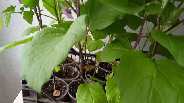 Как подготовить баклажаны к высадке в теплицу и что положить в лунку смотреть онлайн