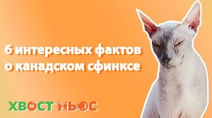 6 интересных фактов о канадском сфинксe