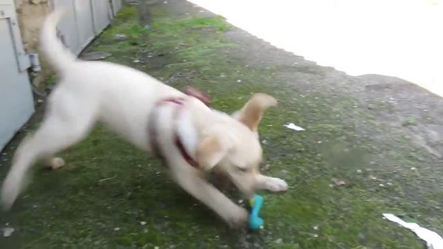 щенок лабрадора 4 месяца Маркушка