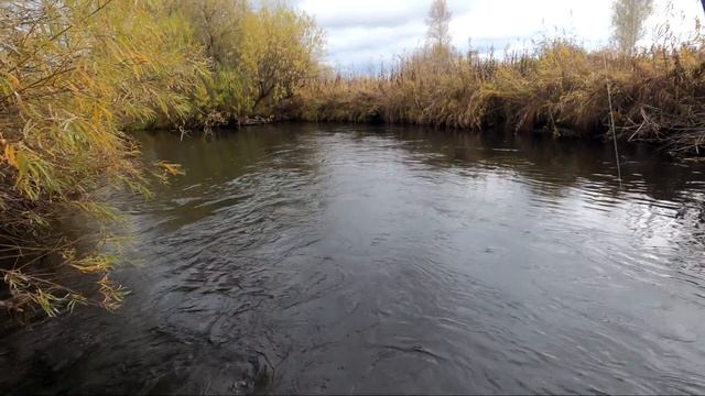 Рыбалка УДОЧКА,Мушка,Хариус/Свежий ХАРИУС всегда ВКУСНЕЕ!!! ТАЙГА /Одиночная вылазка. смотреть онлайн