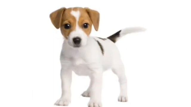 собака гавкает 2 часа смотреть онлайн