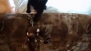 Горилла против тигра! СМЕРТЕЛЬНАЯ СХВАТКА! A terrible fight: lion vs gorilla