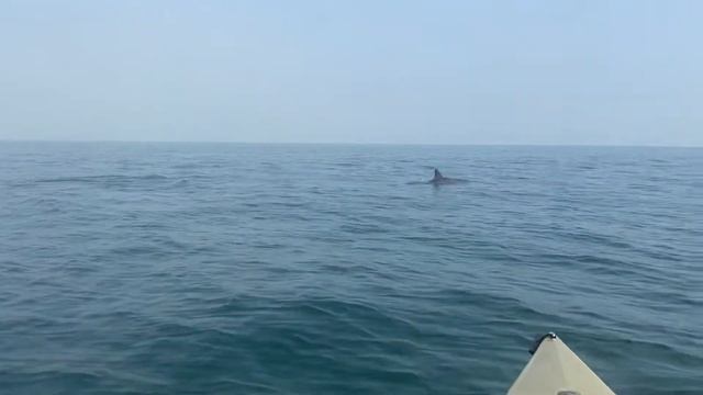 Dolphins | Dubai LaMer | Kayak Fishing смотреть онлайн