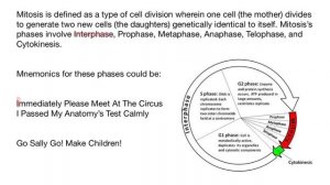 How to memorize cell cycles (mnemonics)