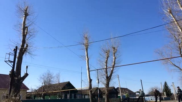 Подрезка высоких тополей