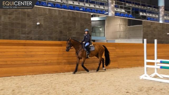 Обзор лошадей/лошадь на продажу/Скалли Браун/2011 смотреть онлайн