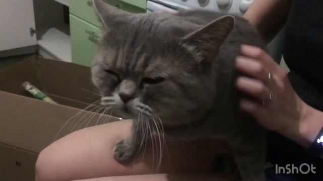 Наши кошки - кот Эрик и  кошка Дымка! #переезд #переездскошками