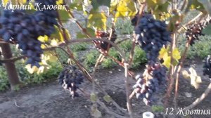 Термін дозрівання 80 днів? Виноград Чорний Клювик та Бажена