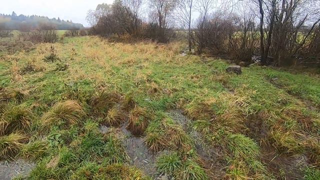 охота,английский поинтер,бекас, 14,10,2023 смотреть онлайн