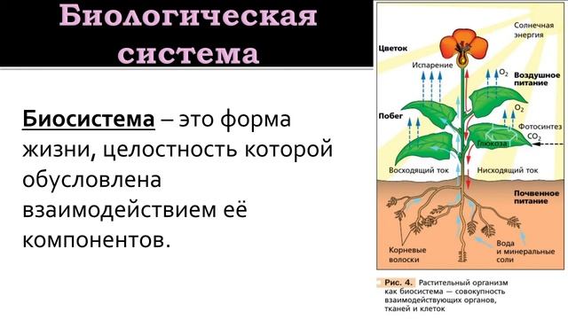 Биология 9 класс. Многообразие форм живых организмов