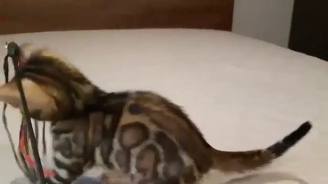 Питомник бенгальских кошек. "Big Marshal".Бенгальская кошечка.