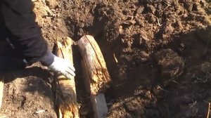 Как посадить малину по принципу пермакультуры